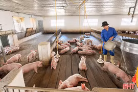 Tăng đàn lợn “đón” thị trường cuối năm: Không được chủ quan với dịch bệnh!