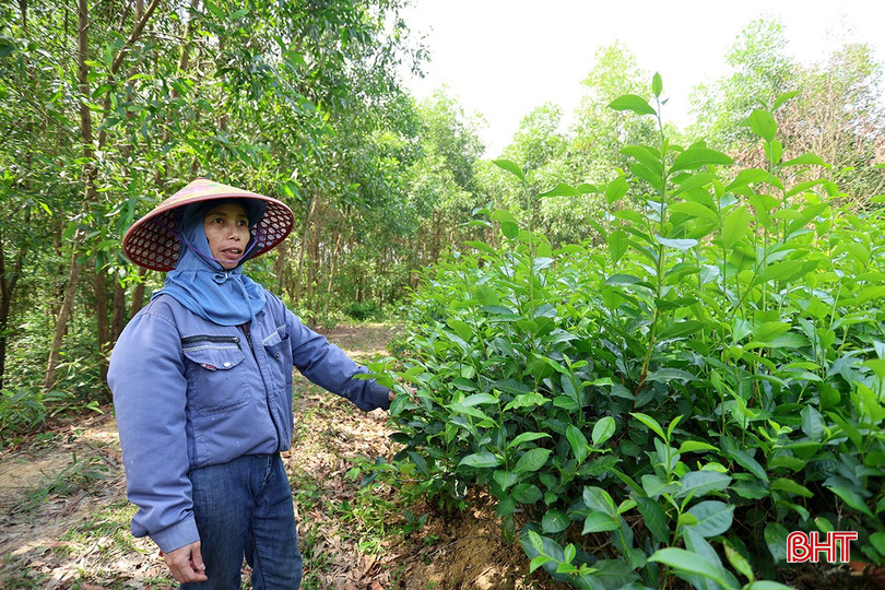 Gần 1 năm qua, hơn 2 sào chè của gia đình chị Lê không thể thu hoạch do không có đường vào. bqbht_br_aimg-7752.jpg