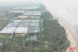 Nuôi tôm không phép - hệ lụy không nhỏ