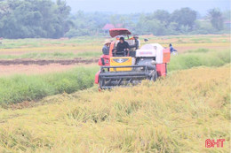 Khẩn trương thu hoạch lúa xuân sau mưa lũ