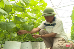 Nông dân Hà Tĩnh làm giàu từ những mô hình dưa lưới công nghệ cao