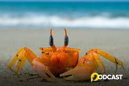 Podcast truyện ngắn: Mỗi tuần một câu chuyện - "Phép màu"