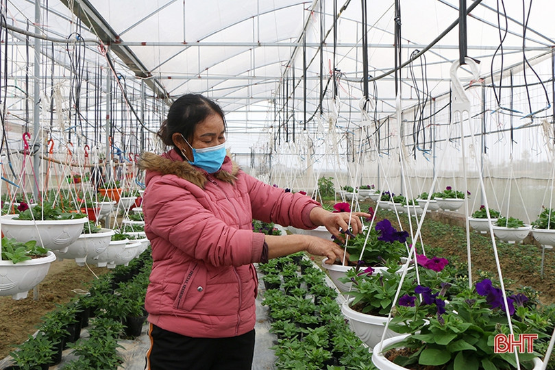 TP Hà Tĩnh bố trí 6 điểm kinh doanh hoa, cây cảnh tết Nhâm Dần