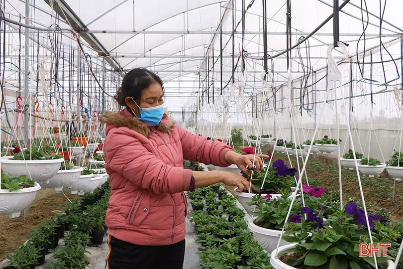 TP Hà Tĩnh bố trí 6 điểm kinh doanh hoa, cây cảnh tết Nhâm Dần