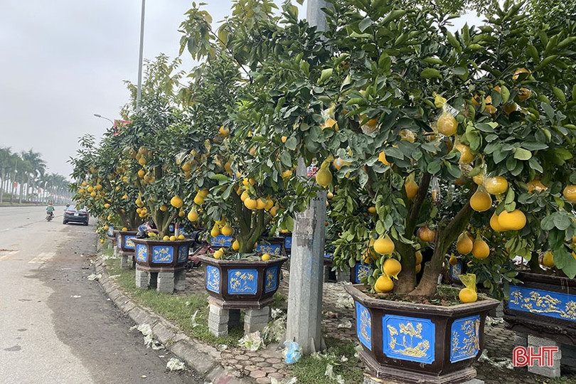 TP Hà Tĩnh bố trí 6 điểm kinh doanh hoa, cây cảnh tết Nhâm Dần