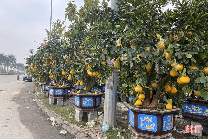 TP Hà Tĩnh bố trí 6 điểm kinh doanh hoa, cây cảnh tết Nhâm Dần