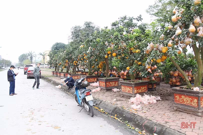 Bưởi cảnh hàng chục triệu đồng đã đổ về Hà Tĩnh