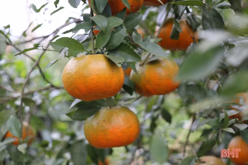 Cam chín mọng vườn đồi, người dân Hương Khê phấn khởi bước vào vụ tết