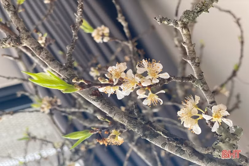 Chị em Hà Tĩnh không tiếc tiền sắm hoa mận rừng chơi tết