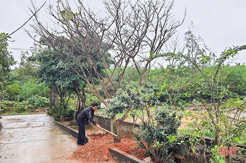 Mai vàng khoe sắc ở xã vùng biển Hà Tĩnh