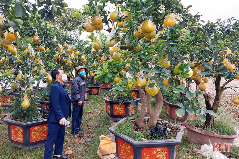 Bưởi cảnh hàng chục triệu đồng đã đổ về Hà Tĩnh