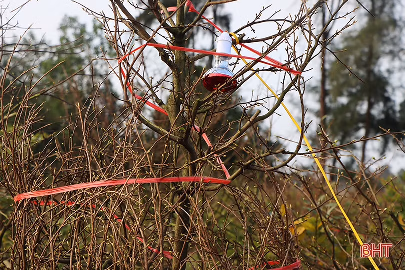 Vườn mai 3.000 gốc của một nông dân xứ Cẩm hứa hẹn thu về hơn 2 tỷ đồng