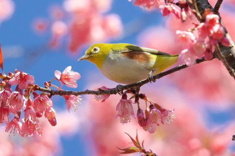 Mai anh đào nở rộ ở miền Bắc Thái Lan