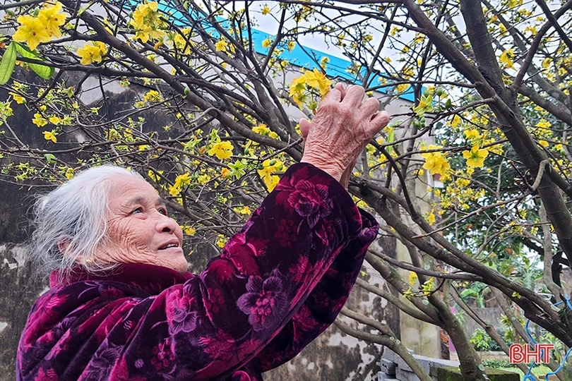 Mai vàng khoe sắc ở xã vùng biển Hà Tĩnh