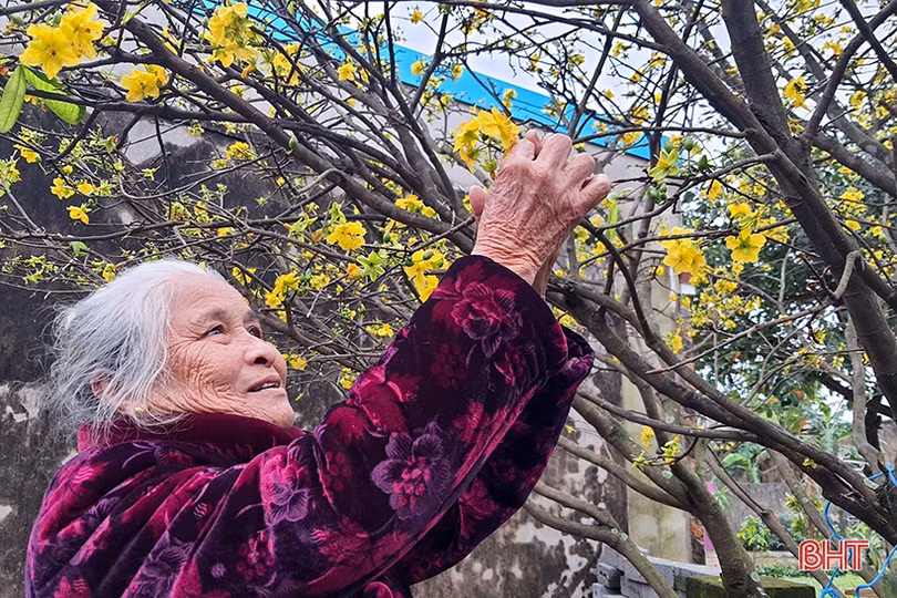 Mai vàng khoe sắc ở xã vùng biển Hà Tĩnh