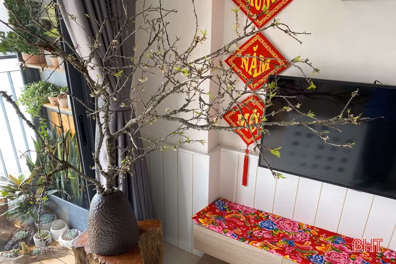 Chị em Hà Tĩnh không tiếc tiền sắm hoa mận rừng chơi tết