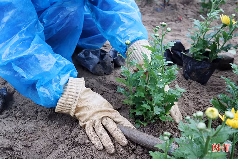 Tô sắc xuân cho phố phường Hà Tĩnh