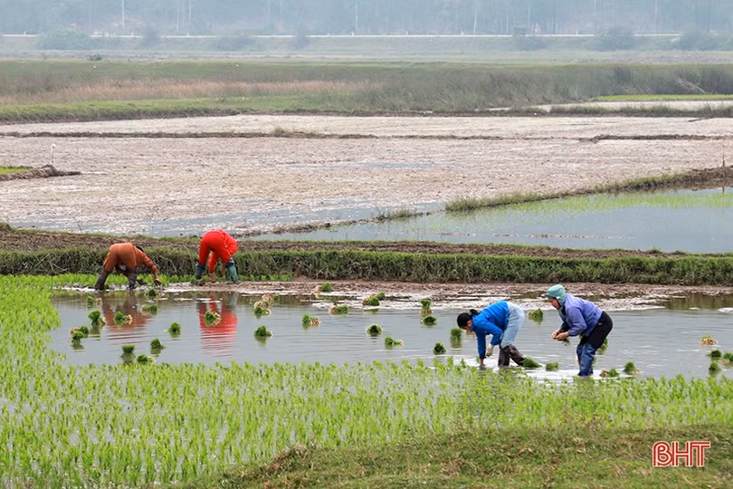 Nông dân Hà Tĩnh rộn ràng vào vụ gieo cấy lúa xuân