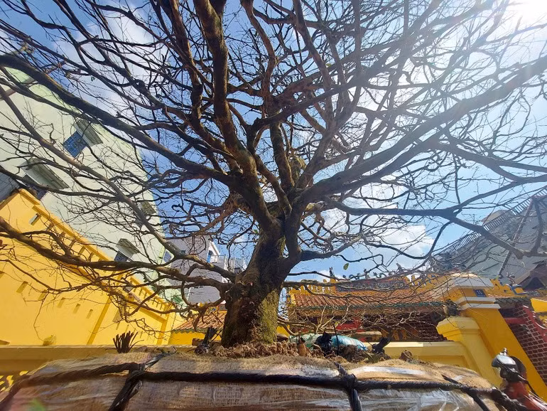 Cây mai “khủng” vừa xuống chợ, đại gia đã chi 4 tỷ đồng “mua đứt”