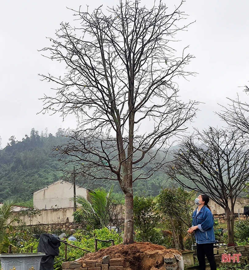 Mai vàng khoe sắc ở xã vùng biển Hà Tĩnh