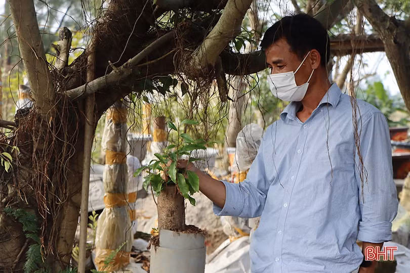 Vườn mai 3.000 gốc của một nông dân xứ Cẩm hứa hẹn thu về hơn 2 tỷ đồng