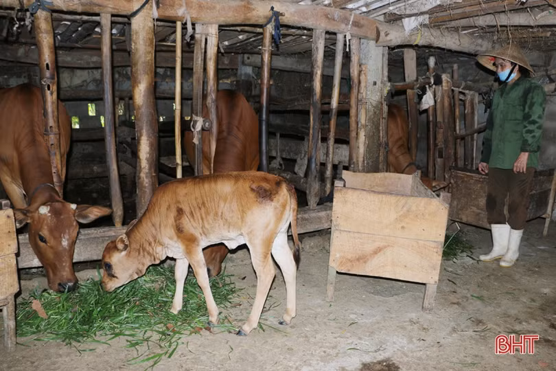 Người dân miền núi Hà Tĩnh sớm lo phòng rét cho đàn vật nuôi