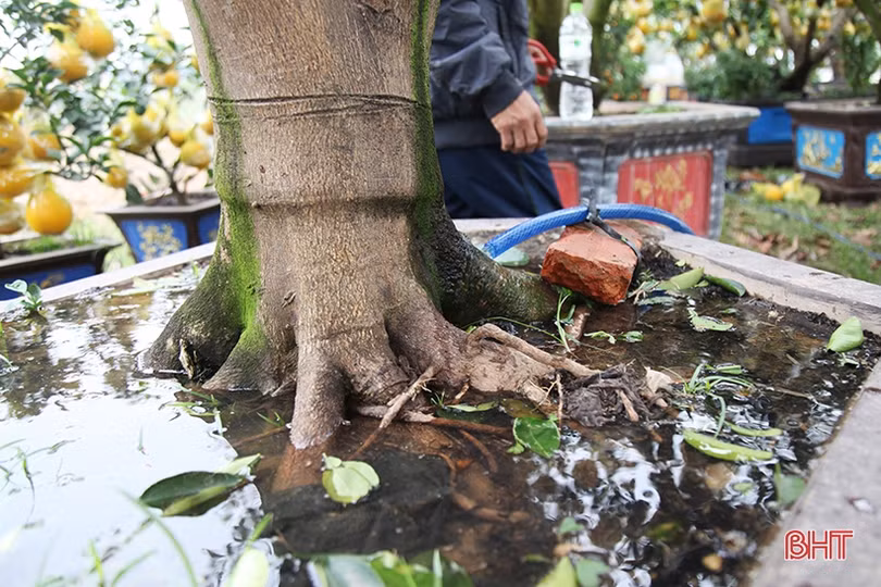 Bưởi cảnh hàng chục triệu đồng đã đổ về Hà Tĩnh