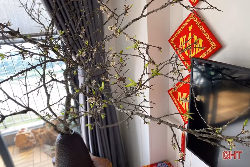 Chị em Hà Tĩnh không tiếc tiền sắm hoa mận rừng chơi tết