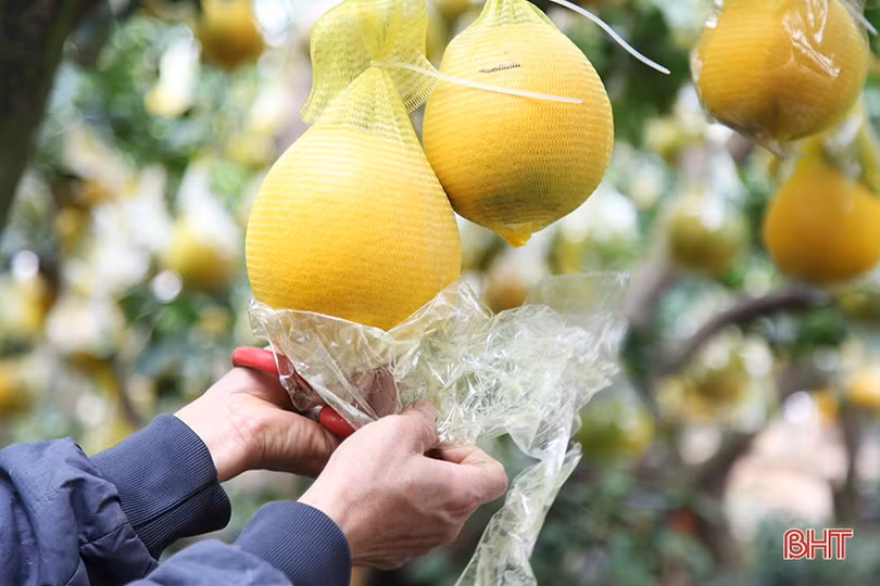 Bưởi cảnh hàng chục triệu đồng đã đổ về Hà Tĩnh