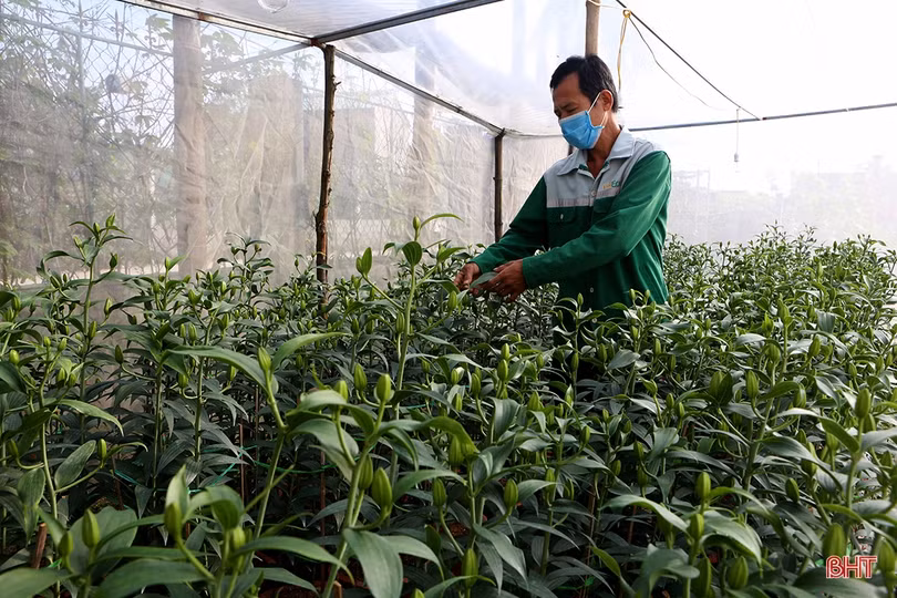 Thương lái đến tận vườn đặt cọc, người trồng hoa ở Hà Tĩnh hết lo ế hàng