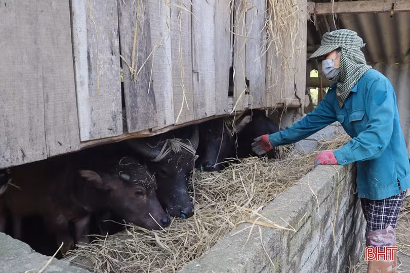 Người dân miền núi Hà Tĩnh sớm lo phòng rét cho đàn vật nuôi