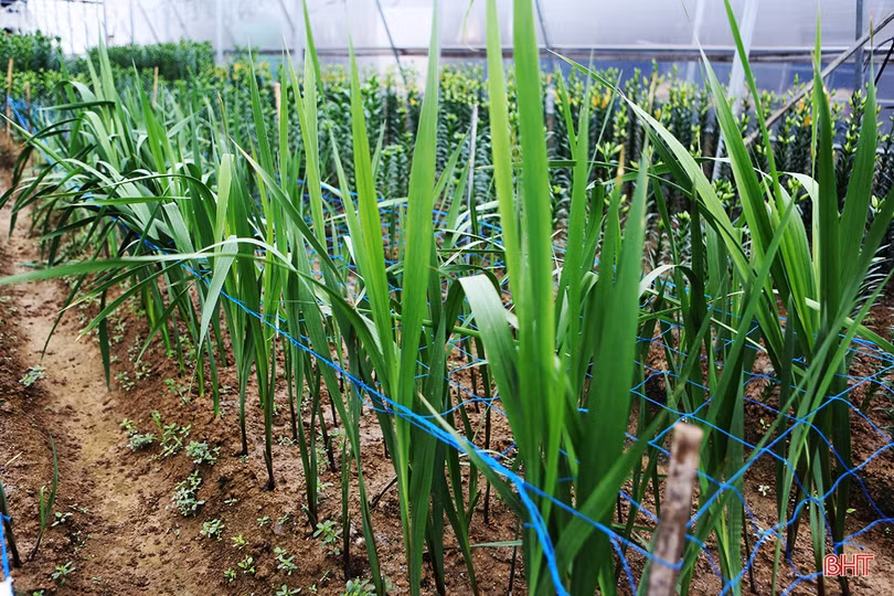 Thương lái đến tận vườn đặt cọc, người trồng hoa ở Hà Tĩnh hết lo ế hàng