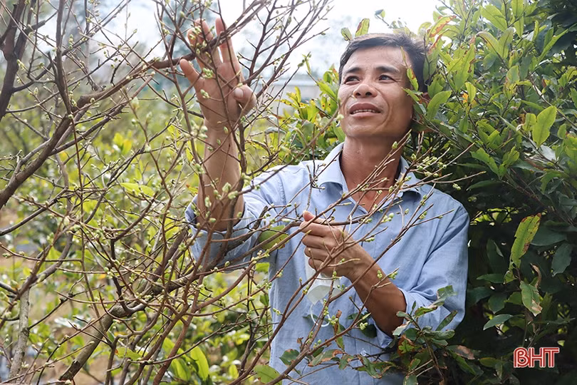 Vườn mai 3.000 gốc của một nông dân xứ Cẩm hứa hẹn thu về hơn 2 tỷ đồng