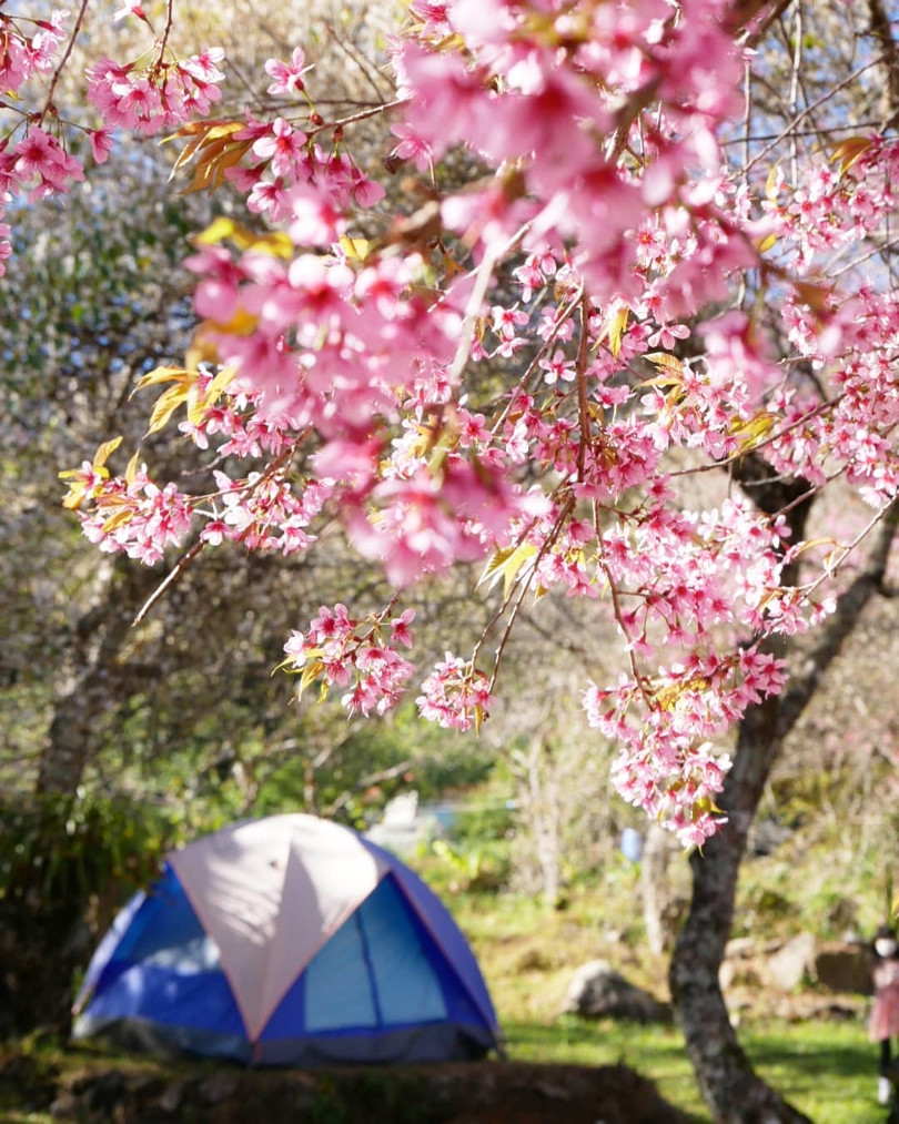 Mai anh đào nở rộ ở miền Bắc Thái Lan