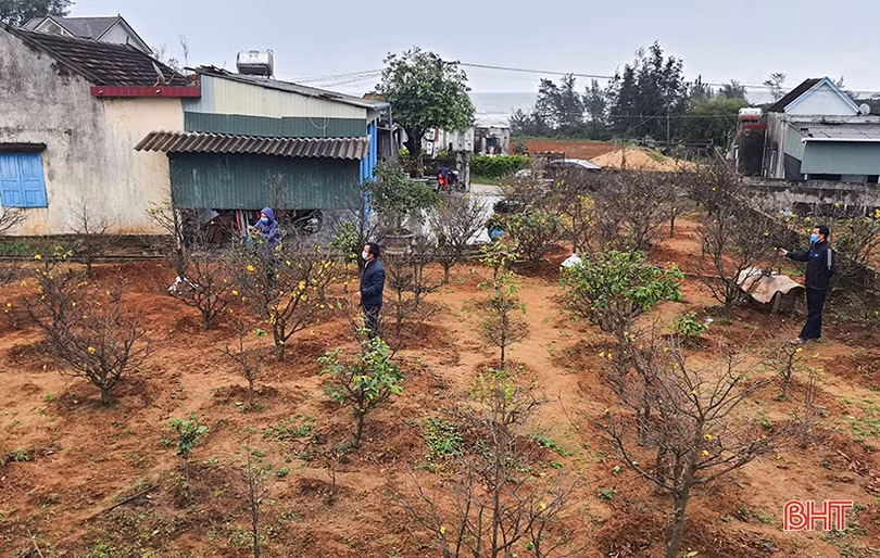 Mai vàng khoe sắc ở xã vùng biển Hà Tĩnh