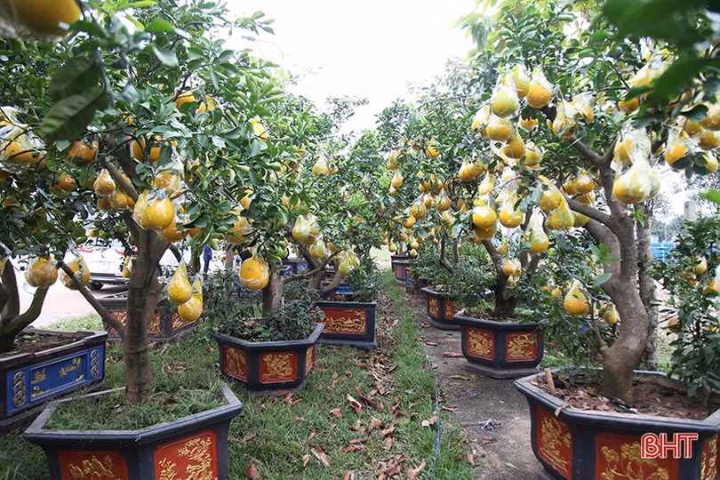 Bưởi cảnh hàng chục triệu đồng đã đổ về Hà Tĩnh