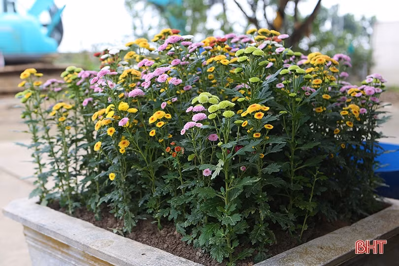 Thương lái đến tận vườn đặt cọc, người trồng hoa ở Hà Tĩnh hết lo ế hàng