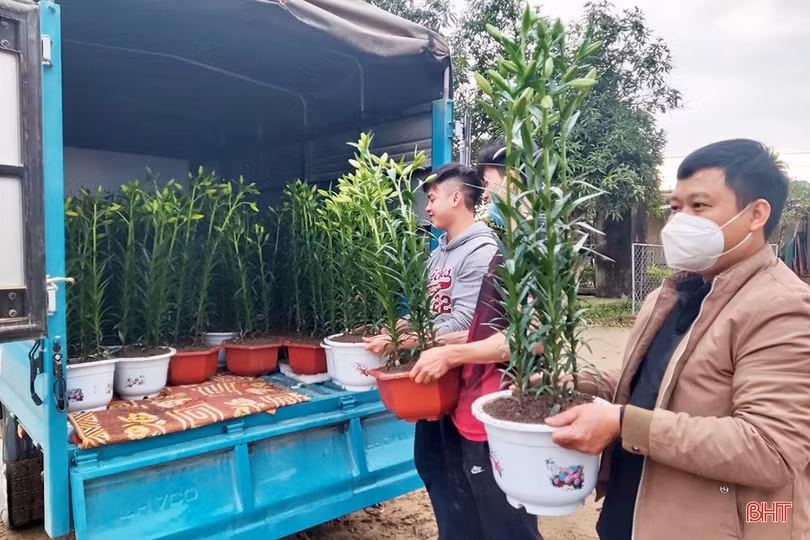 Thương lái đến tận vườn đặt cọc, người trồng hoa ở Hà Tĩnh hết lo ế hàng