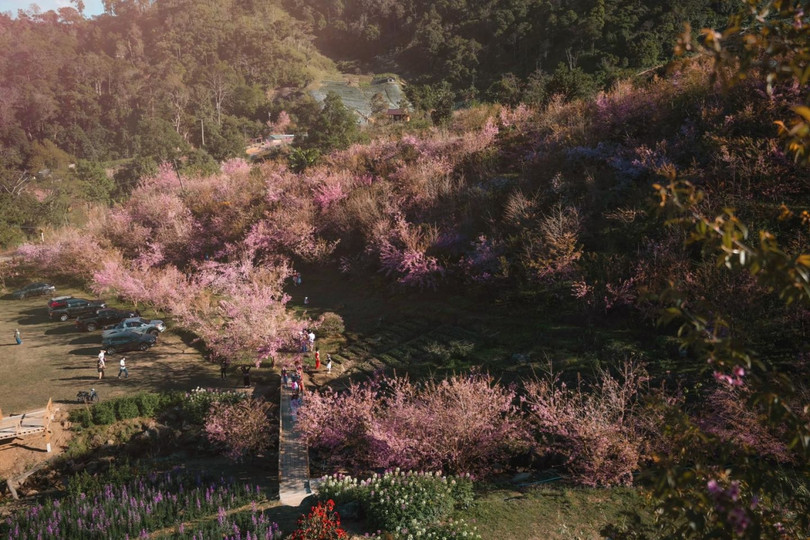 Mai anh đào nở rộ ở miền Bắc Thái Lan