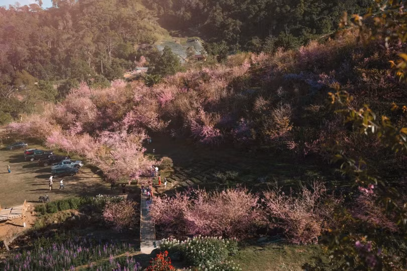 Mai anh đào nở rộ ở miền Bắc Thái Lan