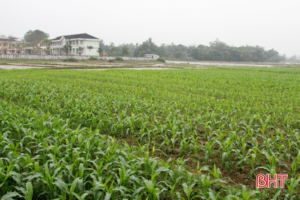 200 ha ngô xuân sớm ở Hương Sơn sinh trưởng tốt