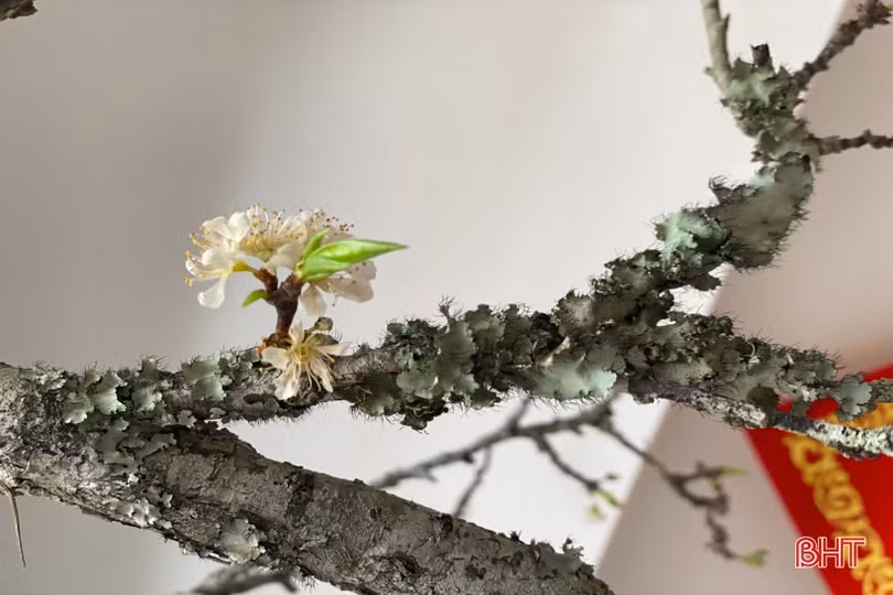 Chị em Hà Tĩnh không tiếc tiền sắm hoa mận rừng chơi tết