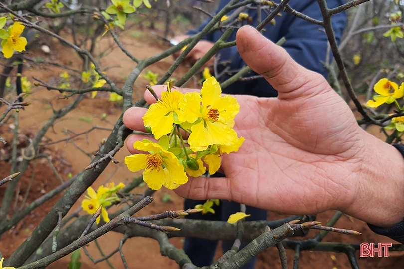 Mai vàng khoe sắc ở xã vùng biển Hà Tĩnh