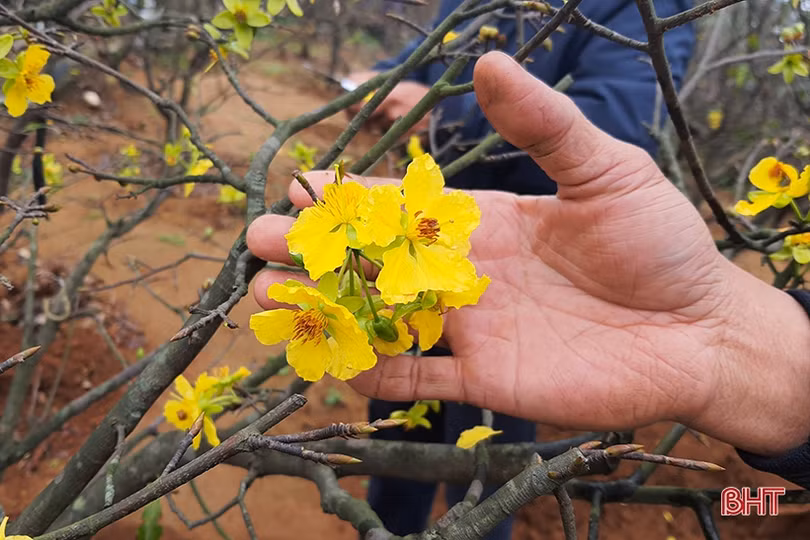 Mai vàng khoe sắc ở xã vùng biển Hà Tĩnh