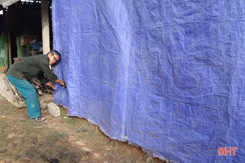 Người dân miền núi Hà Tĩnh sớm lo phòng rét cho đàn vật nuôi