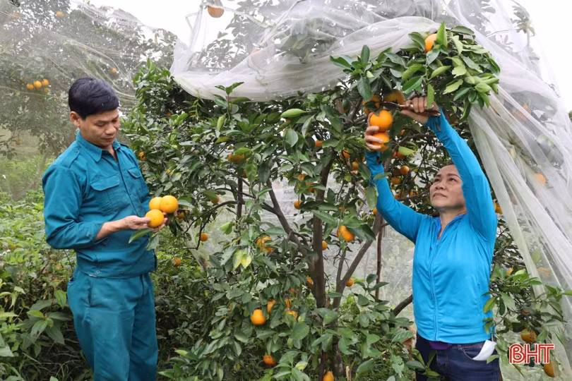 Cam chín mọng vườn đồi, người dân Hương Khê phấn khởi bước vào vụ tết