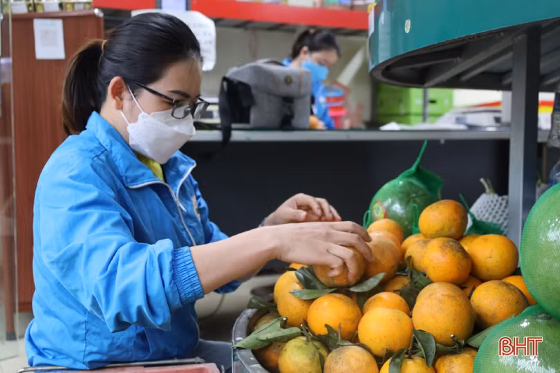 Cam chín mọng vườn đồi, người dân Hương Khê phấn khởi bước vào vụ tết