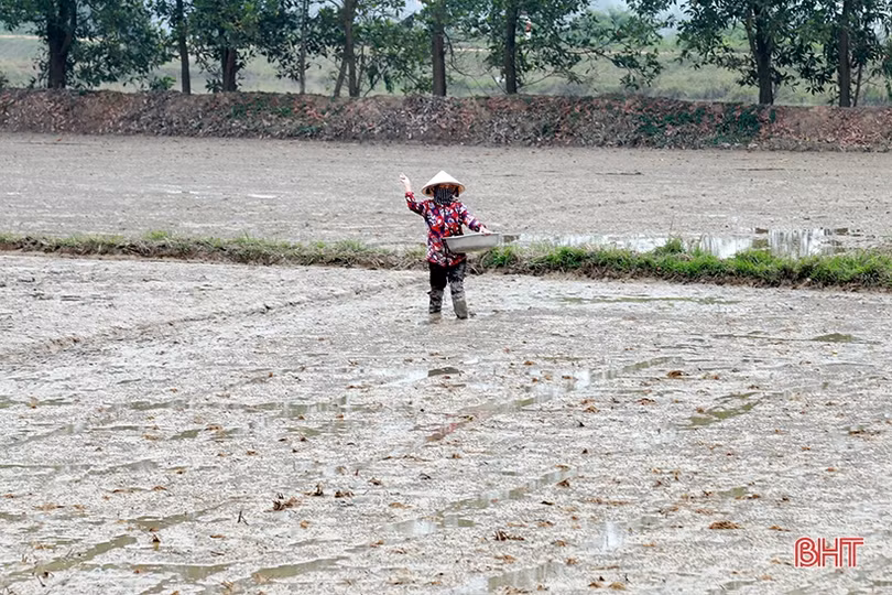 Nông dân Hà Tĩnh rộn ràng vào vụ gieo cấy lúa xuân