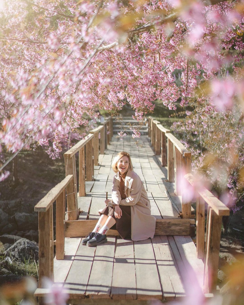 Mai anh đào nở rộ ở miền Bắc Thái Lan