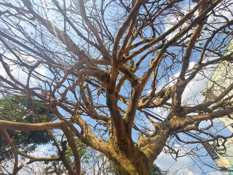 Cây mai “khủng” vừa xuống chợ, đại gia đã chi 4 tỷ đồng “mua đứt”